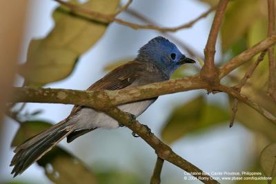 Black-naped Monarch (Sub-adult Male) 

Scientific name - Hypothymis azurea 

Habitat - Common resident all over the Philippines, in disturbed forest.