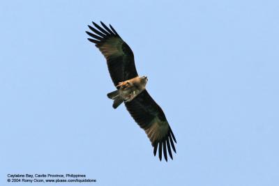 Brahminy Kite 

Scientific name - Haliastur indus 

Habitat - Common in open areas often near water, but also in mountains up to 1500 m. 
