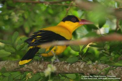 Black-naped Oriole 

Scientific name - Oriolus chinensis 

Habitat - Common and widespread in early second growth, open scrub and gardens. 
