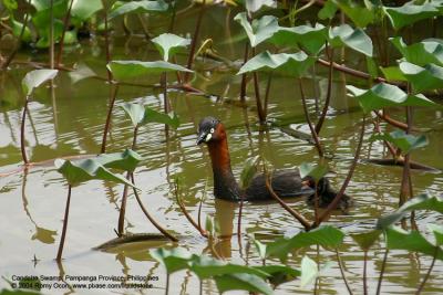 Little Grebe 

Scientific name - Tachybaptus ruficollis 

Habitat - Uncommon, in freshwater ponds or marshes.