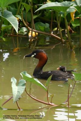 Little Grebe 

Scientific name - Tachybaptus ruficollis 

Habitat - Uncommon, in freshwater ponds or marshes.