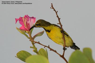 Olive-backed Sunbird (Male)

Scientific name - Nectarinia jugularis jugularis 

Habitat - Common lowland sunbird 
