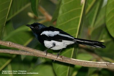 Oriental Magpie-Robin (Male) 

Scientific name - Copsychus saularis mindanensis 

Habitat - Uncommon, in all levels of second growth and cultivated areas in the lowlands. 
