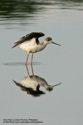 Black-winged Stilt 

Scientific name: Himantopus himantopus 

Habitat: Wetlands from coastal mudflats to ricefields.

