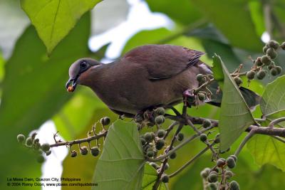 White-eared Brown-dove 
(a Philippine endemic) 

Scientific name - Phapitreron leucotis 

Habitat - Common in a wide range, from second growth to montane forest to 1600 m. 


