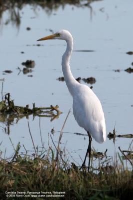 Intermediate Egret
Scientific name - Egretta intermedia
Habitat - Fresh water marshes, ricefields and tidal flats.