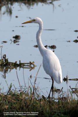 Intermediate Egret

Scientific name - Egretta intermedia

Habitat - Fresh water marshes, ricefields and tidal flats.