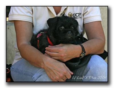 19-Black-Puppy.jpg