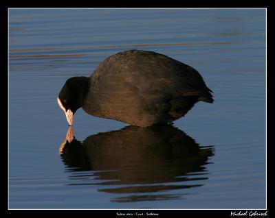 Coot, Lund