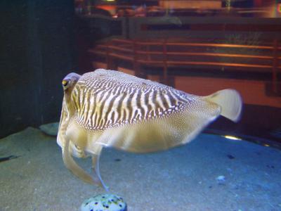 Cuttle Fish at The Living Seas