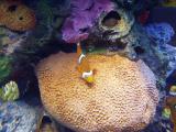 Clown Fish and Coral at The Living Seas