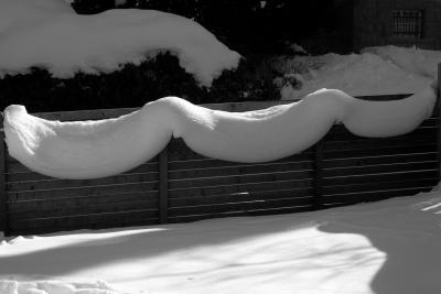 Snow bunting