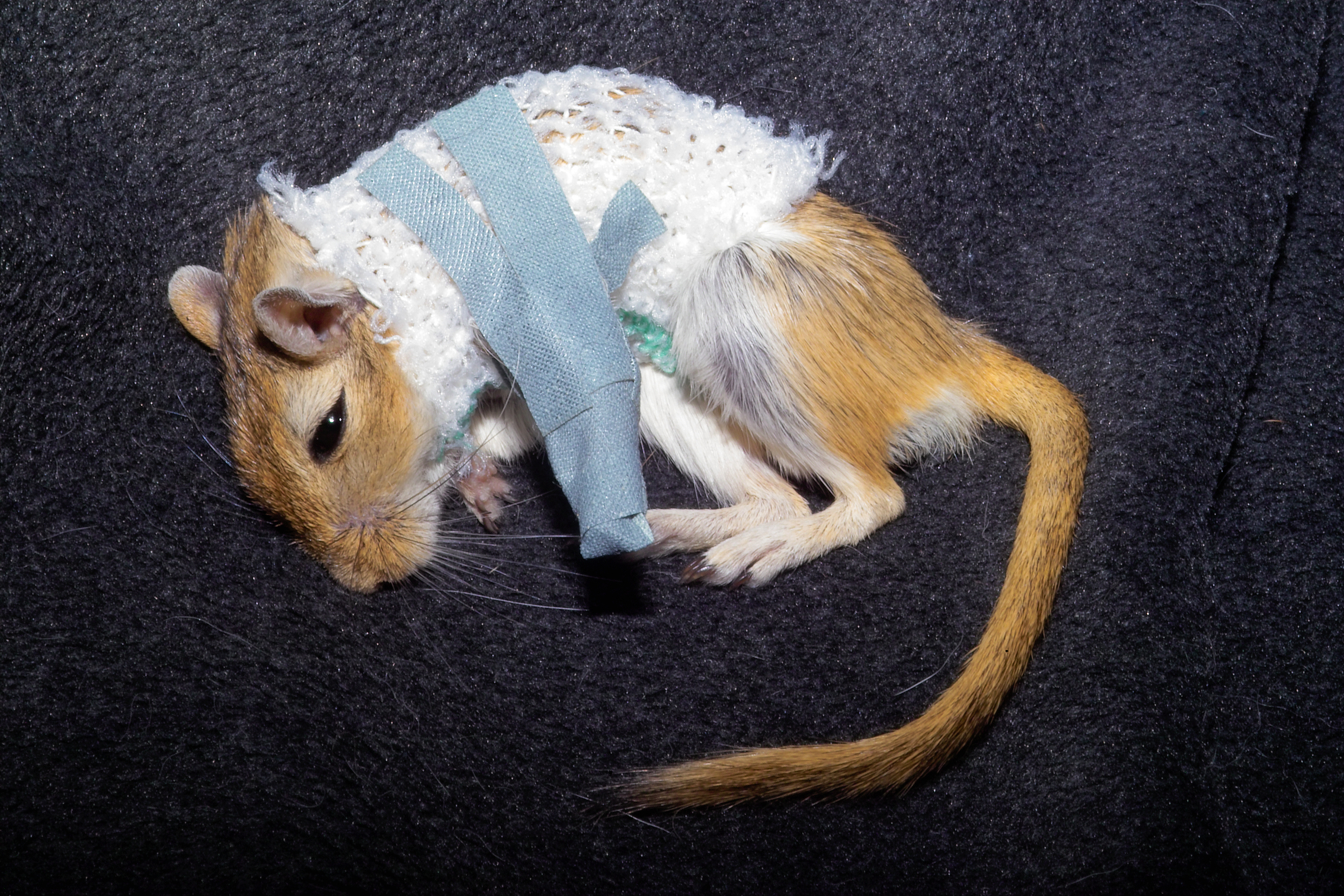 Kangaroo mouse with broken leg