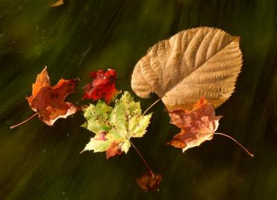 fall-04-m10330.jpg