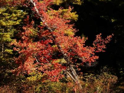 fall-04-m10400.jpg