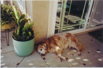 Our Old Girl in Action