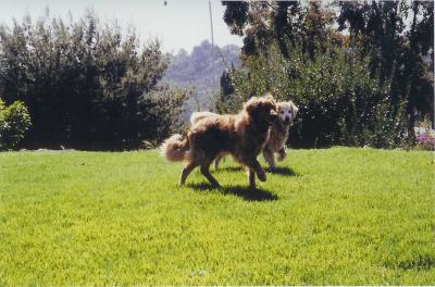 Dogs at Play in Backyard