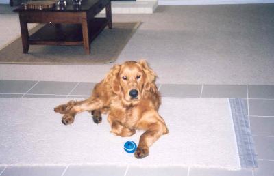 Chip