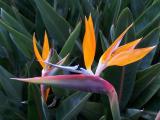 Bird of Paradise