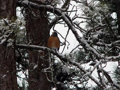 Fat Robin in Tree