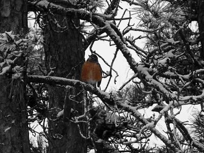 Fat Robin in Tree - Selective Color