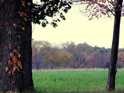 field in fall