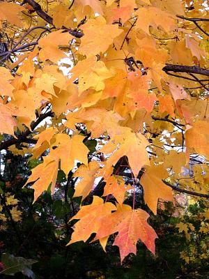 Yellow leaves