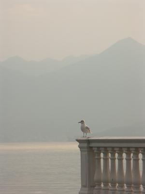 Watching Lake Maggiore