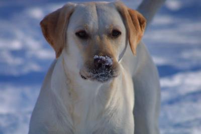 Hmm Snow is good to eat..