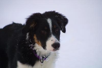 u21/mac2979/medium/12495128.SkyeSnow002.jpg