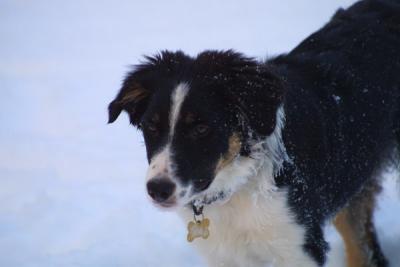u21/mac2979/medium/12495129.SkyeSnow003.jpg