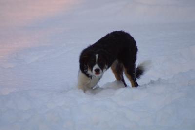 u21/mac2979/medium/12495130.SkyeSnow004.jpg