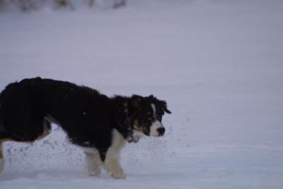 u21/mac2979/medium/12495131.SkyeSnow005.jpg