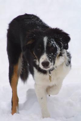 u21/mac2979/medium/12495133.SkyeSnow007.jpg