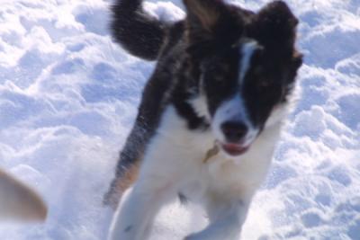 u21/mac2979/medium/12495134.SkyeSnow008.jpg