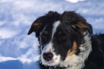 u21/mac2979/medium/12495138.SkyeSnow012.jpg