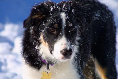 u21/mac2979/medium/12495141.SkyeSnow015.jpg