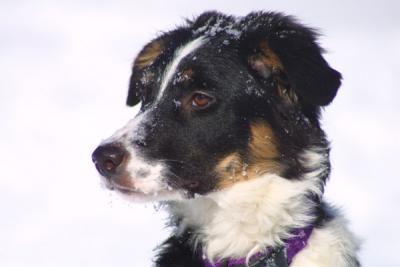 u21/mac2979/medium/12495142.SkyeSnow016.jpg