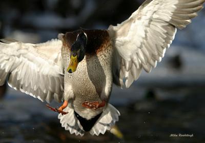 Serious Business - Mallard Duck