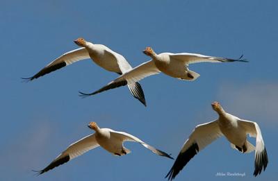 Squadron On The Move - Greater Snow Geese