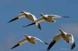 Squadron On The Move - Greater Snow Geese