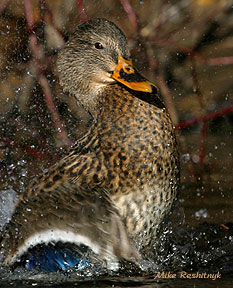 Disco Duck - Mallard Duck
