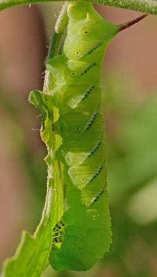 tomatoworm01.jpg