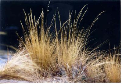 Qolla grass, the building material for the Keshwa Chaca