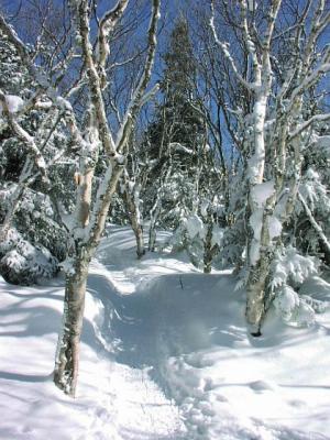 Mountain birches along the trail