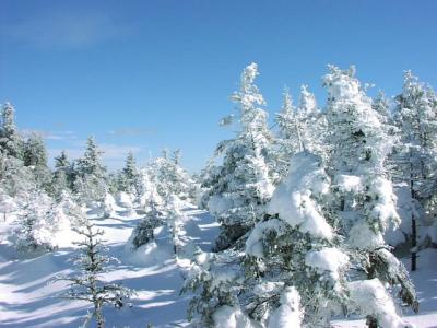 Snow encrusted trees
