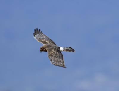 C65S7440_RT16.jpg