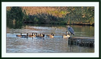 IMG_1330ps{Q}.jpg