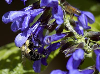 Bumblebee