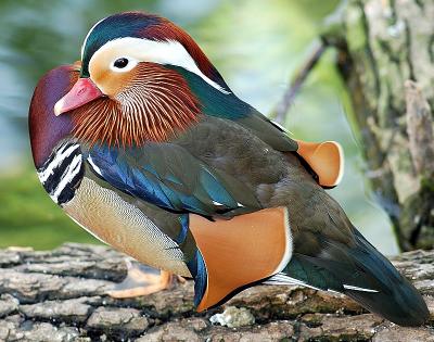 Duck